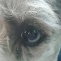 Shophia, a female Miniature Schnauzer for sale in Willisville, AR – Photo 2 of 9