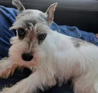 Shophia, a female Miniature Schnauzer for sale in Willisville, AR – Photo 8 of 9