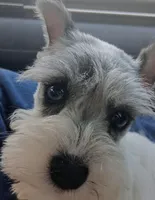 Shophia, a female Miniature Schnauzer for sale in Willisville, AR – Photo 3 of 9
