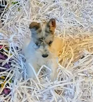 Shophia, a female Miniature Schnauzer for sale in Willisville, AR – Photo 6 of 9