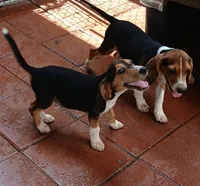Sport, a male Beagle for sale in Willisville, AR – 4 of 8