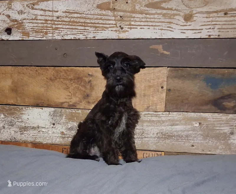 Ebony  – Miniature Schnauzer puppy for sale in Camden, AR