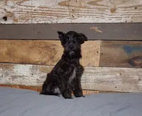 Ebony , a female Miniature Schnauzer for sale in Camden, AR – 1 of 10