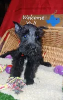 Akc Ebony , a female Miniature Schnauzer for sale in Willisville, AR – 3 of 4