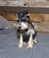 Abaline, a female Miniature Schnauzer for sale in Camden, AR – 4 of 6