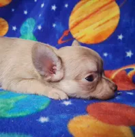 Cutie patootee, a male Chihuahua for sale in Camden, AR – 2 of 5