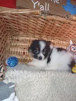 Happy, a male Pomeranian for sale in Camden, AR – 5 of 10