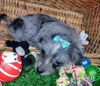 Bluey, a male Chihuahua and Yorkshire Terrier for sale in Willisville, AR – 5 of 7