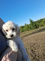 Rowdy, a male Poodle - Toy  for sale in Camden, AR – 2 of 7