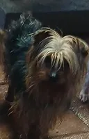 Little Bucky, a male Yorkshire Terrier for sale in Willisville, AR – Photo 2 of 2