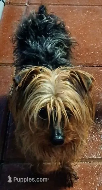 Little Bucky – Yorkshire Terrier puppy for sale in Willisville, AR