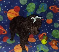Doodle, a male Poodle - Toy  for sale in Camden, AR – 4 of 6