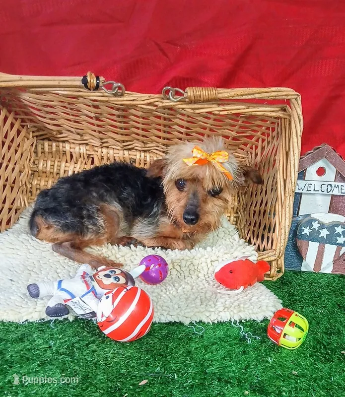 Little Bucky – Yorkshire Terrier puppy for sale in Willisville, AR