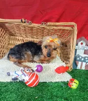 Little Bucky, a male Yorkshire Terrier for sale in Willisville, AR – 1 of 9