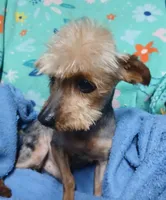 Little Bucky, a male Yorkshire Terrier for sale in Willisville, AR – 3 of 5