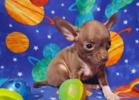 Cutie doodee, a male Chihuahua for sale in Camden, AR – 8 of 9