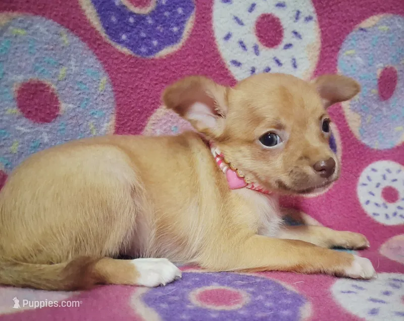 Cutie pie – Chihuahua puppy for sale in Camden, AR