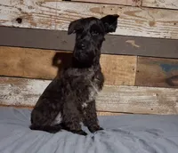 Coal , a male Miniature Schnauzer for sale in Camden, AR – 4 of 8
