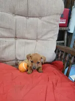 Buster Brown, a male Chihuahua for sale in Willisville, AR – 2 of 3