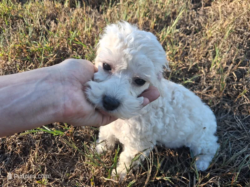 Rowdy – Poodle - Toy  puppy for sale in Camden, AR