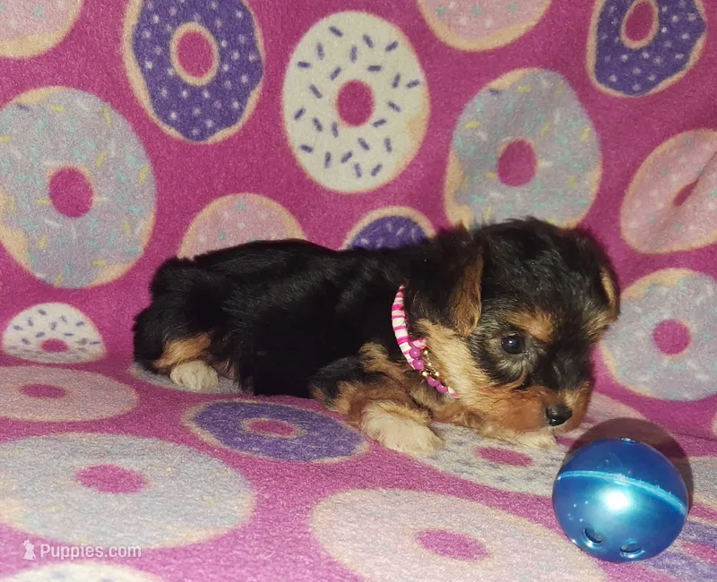 Molly – Maltese, Yorkshire Terrier puppy for sale in Camden, AR
