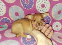 Cutie pie, a female Chihuahua for sale in Camden, AR – 4 of 5