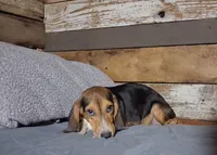Sport, a male Beagle for sale in Camden, AR – 2 of 6