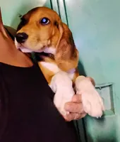 Pistol, a male Beagle for sale in Willisville, AR – 4 of 5