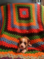 Selena , a female Chihuahua for sale in Willisville, AR – Photo 4 of 5