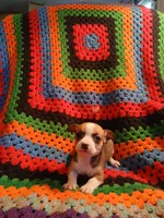 Selena , a female Chihuahua for sale in Willisville, AR – Photo 5 of 5