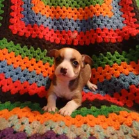 Selena , a female Chihuahua for sale in Willisville, AR – Photo 3 of 5