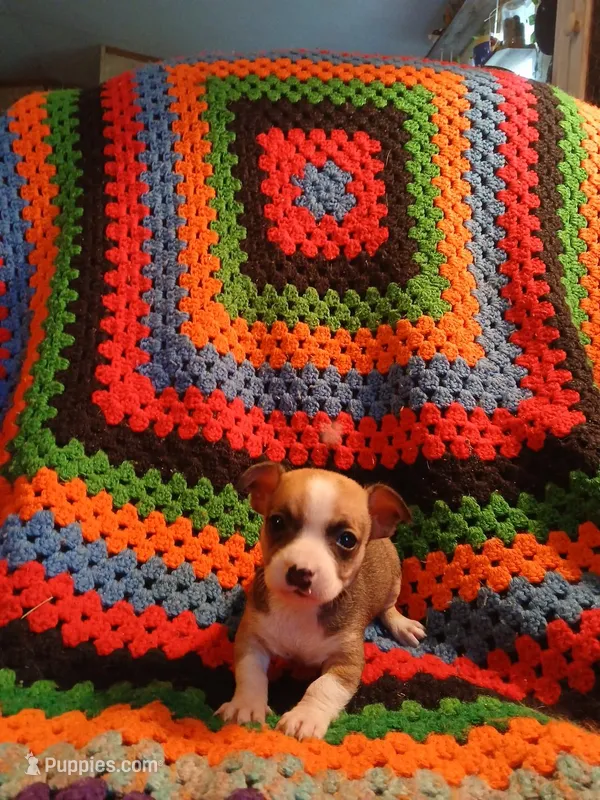 Selena  – Chihuahua puppy for sale in Willisville, AR