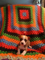 Selena , a female Chihuahua for sale in Willisville, AR – Photo 1 of 5