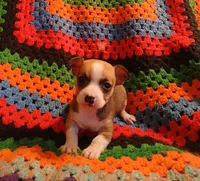 Selena , a female Chihuahua for sale in Willisville, AR – Photo 2 of 5