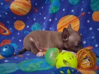 Cutie doodee, a male Chihuahua for sale in Camden, AR – 6 of 9