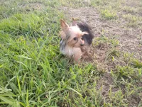 Sammy, a male Yorkshire Terrier for sale in Waldo, AR – 7 of 8