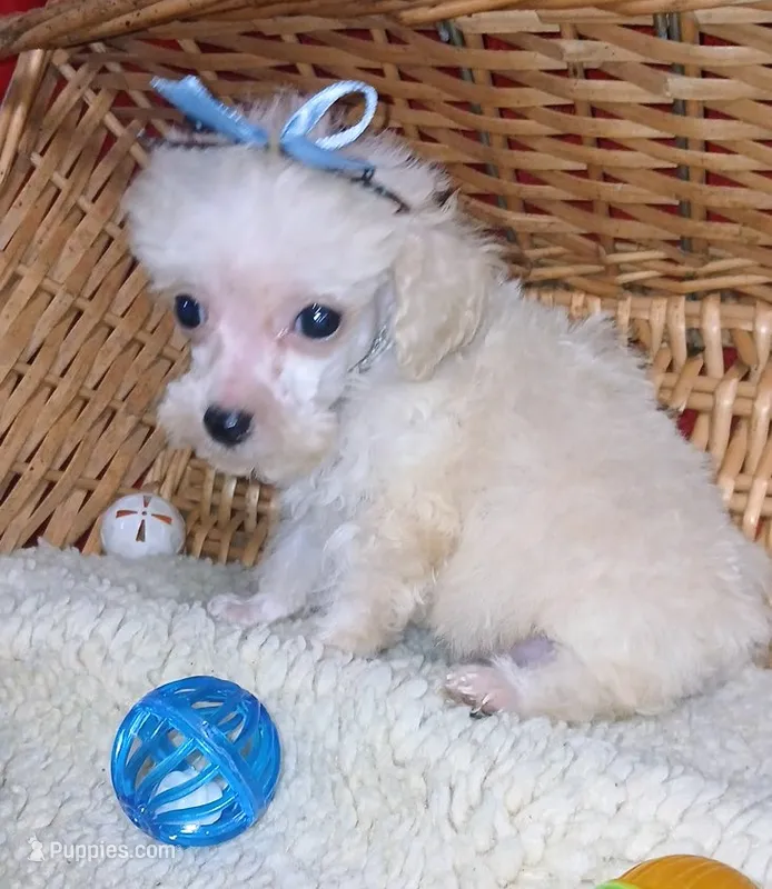 Albert – Poodle - Toy  puppy for sale in Willisville, AR