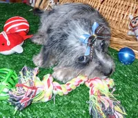Bluey, a male Chihuahua and Yorkshire Terrier for sale in Willisville, AR – 4 of 7