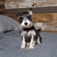 Abaline, a female Miniature Schnauzer for sale in Camden, AR – 5 of 6