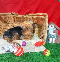 Little Bucky, a male Yorkshire Terrier for sale in Willisville, AR – 5 of 9