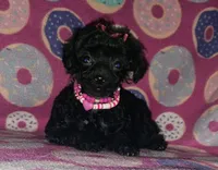 Curly q, a female Poodle - Toy  for sale in Camden, AR – 3 of 7