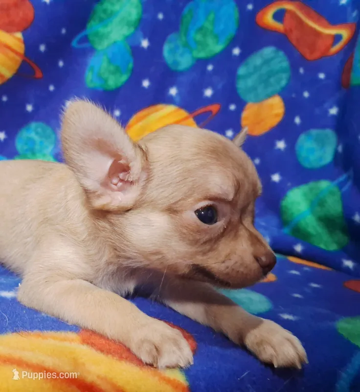 Cutie patootee – Chihuahua puppy for sale in Camden, AR