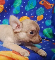 Cutie patootee, a male Chihuahua for sale in Camden, AR – 1 of 5