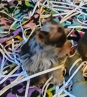 Sweetie , a female Miniature Schnauzer for sale in Willisville, AR – Photo 5 of 5