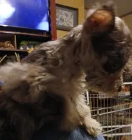 Sweetie , a female Miniature Schnauzer for sale in Willisville, AR – Photo 4 of 5