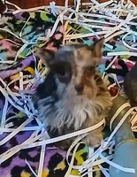 Sweetie , a female Miniature Schnauzer for sale in Willisville, AR – Photo 3 of 5