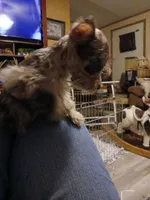 Sweetie , a female Miniature Schnauzer for sale in Willisville, AR – Photo 2 of 5