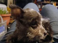 Sweetie , a female Miniature Schnauzer for sale in Willisville, AR – Photo 1 of 5