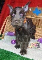 Akc Hazel , a female Miniature Schnauzer for sale in Willisville, AR – 2 of 4