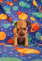 Marty, a male Yorkshire Terrier for sale in Waldo, AR – 4 of 4
